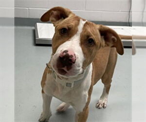 American Pit Bull Terrier-Unknown Mix Dogs for adoption in St. Cloud, FL, USA