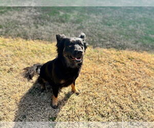 German Shepherd Dog-Unknown Mix Dogs for adoption in Grovetown, GA, USA