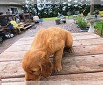 Small #4 Golden Retriever