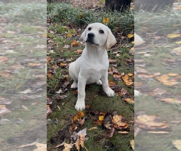 Medium Photo #1 Labrador Retriever Puppy For Sale in LOUISBURG, NC, USA