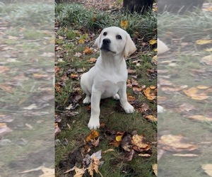 Labrador Retriever Puppy for Sale in LOUISBURG, North Carolina USA