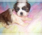 Small Photo #5 Wapoo Puppy For Sale in JACKSON, MS, USA