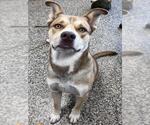 Small American Pit Bull Terrier-Siberian Husky Mix