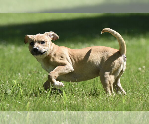 Medium Photo #2 Shepradors Puppy For Sale in Mechanicsburg, PA, USA
