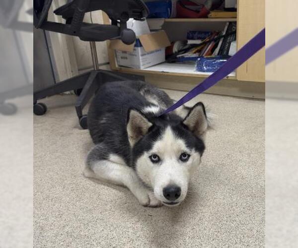 Medium Photo #1 Siberian Husky Puppy For Sale in Riverside, CA, USA