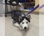 PETEY - Male Siberian Husky Dog for Adoption - Small photo