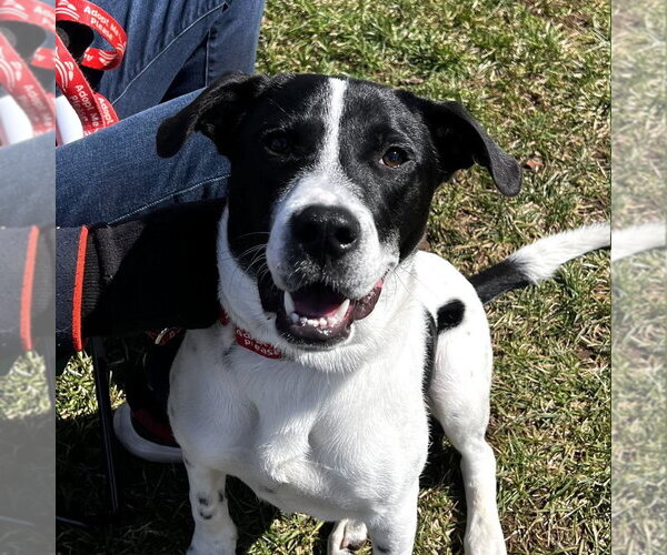 Medium Photo #6 Mutt Puppy For Sale in Canton, CT, USA