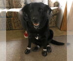Small #1 Labrador Retriever
