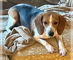 Small #4 Beagle