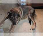 Small #4 Mutt