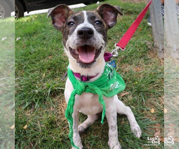 Medium Photo #9 Mutt Puppy For Sale in Washington, DC, USA