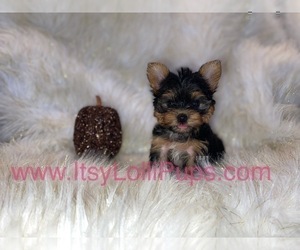 Medium Yorkshire Terrier