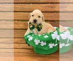 Small Photo #3 Golden Retriever Puppy For Sale in JOPLIN, MO, USA