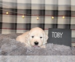 Puppy 3 English Cream Golden Retriever