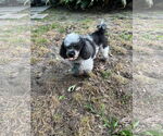 Small #3 Poodle (Toy)