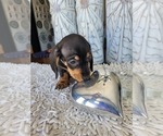 Small Photo #21 Dachshund Puppy For Sale in THORNTON, CO, USA