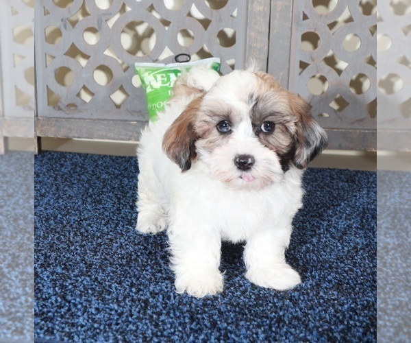 Medium Photo #4 ShihPoo Puppy For Sale in MOUNT VERNON, OH, USA