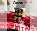 Small Photo #15 Yorkshire Terrier Puppy For Sale in COOKEVILLE, TN, USA