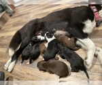 Small #1 --Border Collie Mix