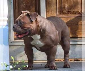 Mother of the American Bully puppies born on 03/10/2023