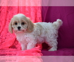Small Photo #9 Cavachon Puppy For Sale in ELDORADO, OH, USA