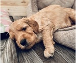 Puppy 5 Cock-A-Poo-Goldendoodle Mix