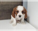 Small Photo #8 Cavalier King Charles Spaniel Puppy For Sale in CLARK, MO, USA