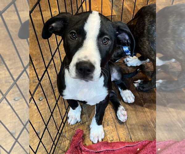 Medium Photo #1 Mutt Puppy For Sale in Candler, NC, USA
