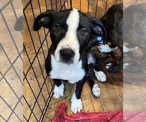 Mutt Dogs for adoption in Candler, NC, USA