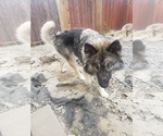 Small Photo #5 Alaskan Husky-German Shepherd Dog Mix Puppy For Sale in HILLSBORO, OR, USA