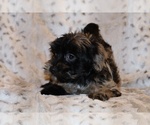 Small #9 Yorkiepoo mix (+ Poodle Toy)