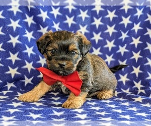 Shorkie Tzu Puppy for sale in KIRKWOOD, PA, USA