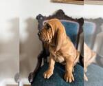 Small Photo #2 Bloodhound Puppy For Sale in CROSSVILLE, AL, USA