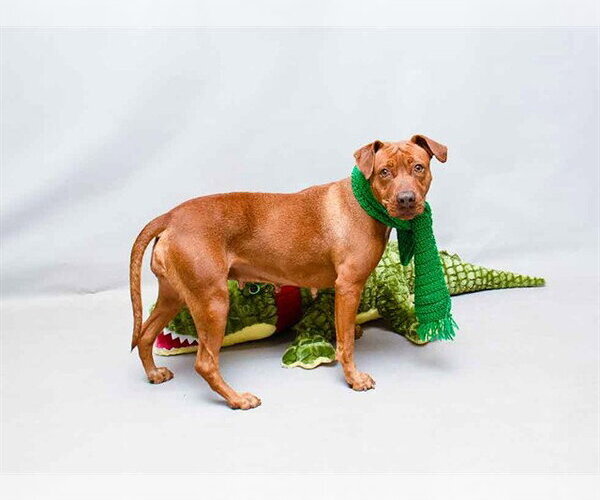 Medium Photo #1 Labrador Retriever-Unknown Mix Puppy For Sale in Sanford, FL, USA