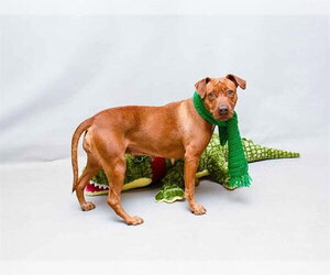 Labrador Retriever-Unknown Mix Dogs for adoption in Sanford, FL, USA