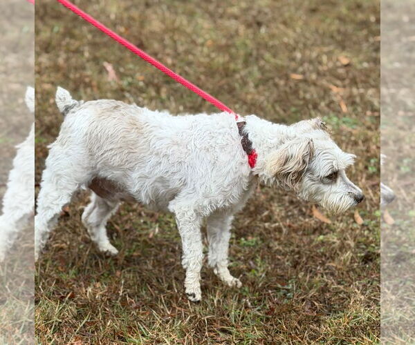 Medium Photo #2 Miniature Schnauzer-Unknown Mix Puppy For Sale in Yardley, PA, USA