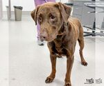 Small #1 Labrador Retriever Mix