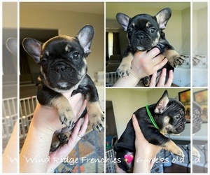 French Bulldog Puppy for Sale in MOUNT AIRY, Maryland USA
