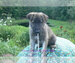 Small #5 German Shepherd Dog