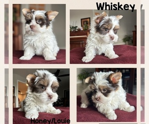 Yorkshire Terrier Puppy for sale in FRESNO, CA, USA