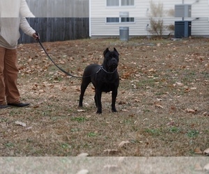 Mother of the Cane Corso puppies born on 12/24/2025