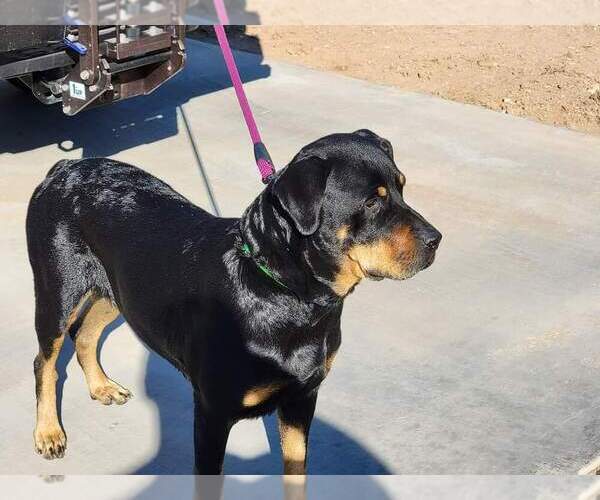 Medium Photo #2 Rottweiler Puppy For Sale in Gilbert, AZ, USA