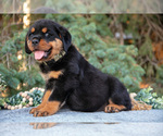 Small #2 Rottweiler