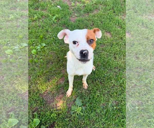 Medium Photo #2 Boxer-Unknown Mix Puppy For Sale in Duluth, MN, USA