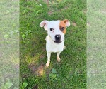 Small #1 Boxer Mix