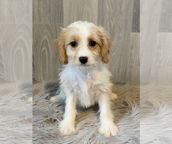 Medium Photo #2 Cavachon Puppy For Sale in CANOGA, NY, USA