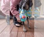 Small #13 Bluetick Coonhound Mix