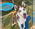 Small Photo #6 Siberian Husky Puppy For Sale in Apple Valley, CA, USA
