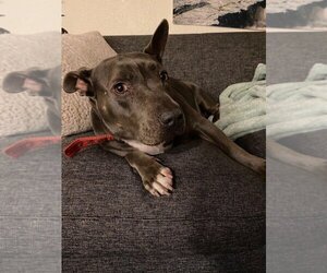 Keisy - Female American Bulldog-American Staffordshire Terrier Mix Dog for Adoption - Photo #4