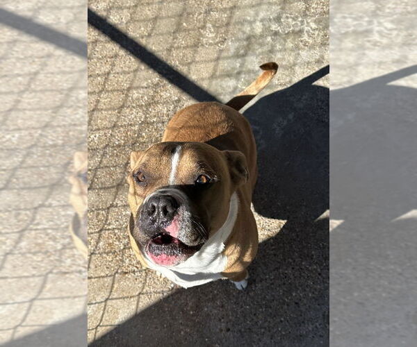 Medium Photo #2 American Pit Bull Terrier Puppy For Sale in Oak Bluffs, MA, USA